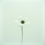 My Love is Just a Dust by Aya Down